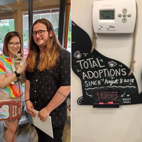 Purrfect Day Cat Cafe 1000 adoption